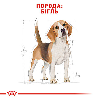 Сухий корм для дорослих собак породи Бігль Royal Canin Beagle, 3 кг