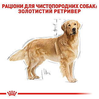 Royal Canin GOLDEN RETRIEVER ADULT сухой  корм для взрослых собак породы голден ретривер от 15 месяцев, 12 кг