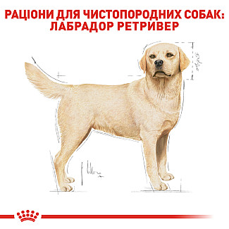 Royal Canin Labrador Retriver Adult сухой корм для взрослых собак породы лабрадор ретривер от 15 месяцев, 12 кг