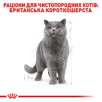Royal Canin BRITISH SHORTHAIR ADULT Влажный корм для британских короткошерстных кошек старше 12 месяцев, 85 гр