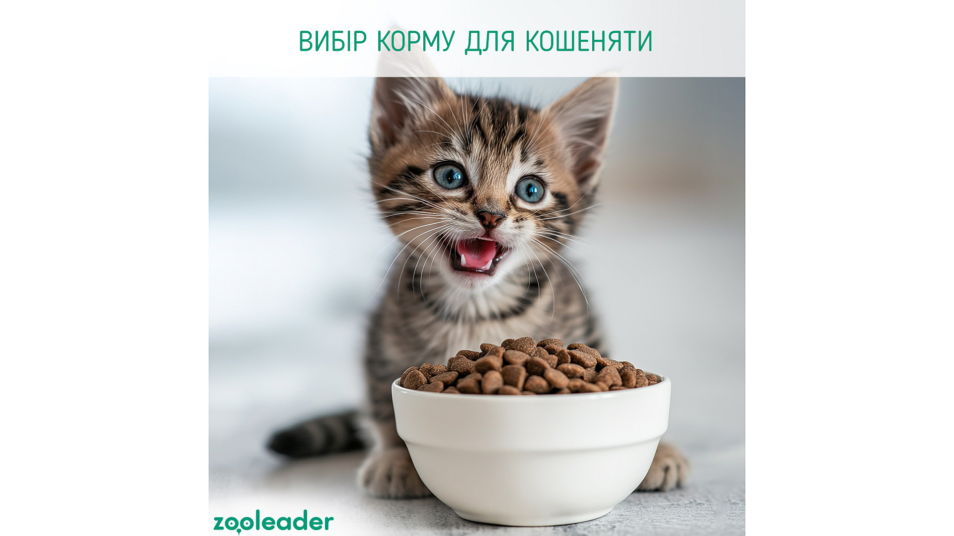 ZOOLEADER | Что делать, если кошка мёрзнет? | Зоомагазин Zooleader