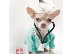 Здоров'я та лікування собак