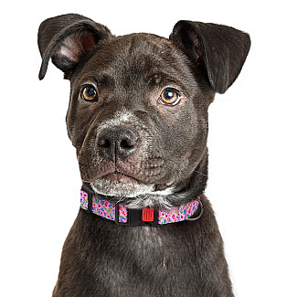 Нашийник ТМ HIDOG "Flowers pink" 25-33 см, розмір S
