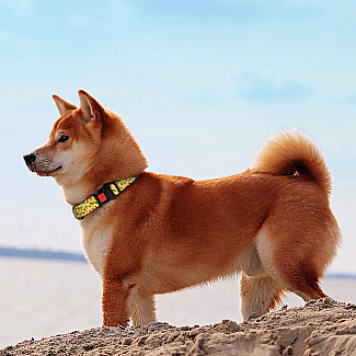 Нашийник ТМ HIDOG "Flowers  yellow" 43-66 см, розмір XL