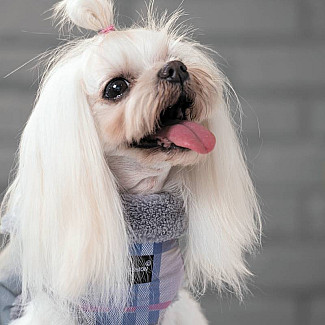 Жилет Pet Fashion "FASHION", XS (23-26 см)