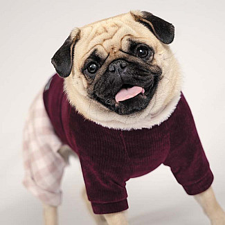 Костюм для собак Pet Fashion SPELL, М (33-36 см)