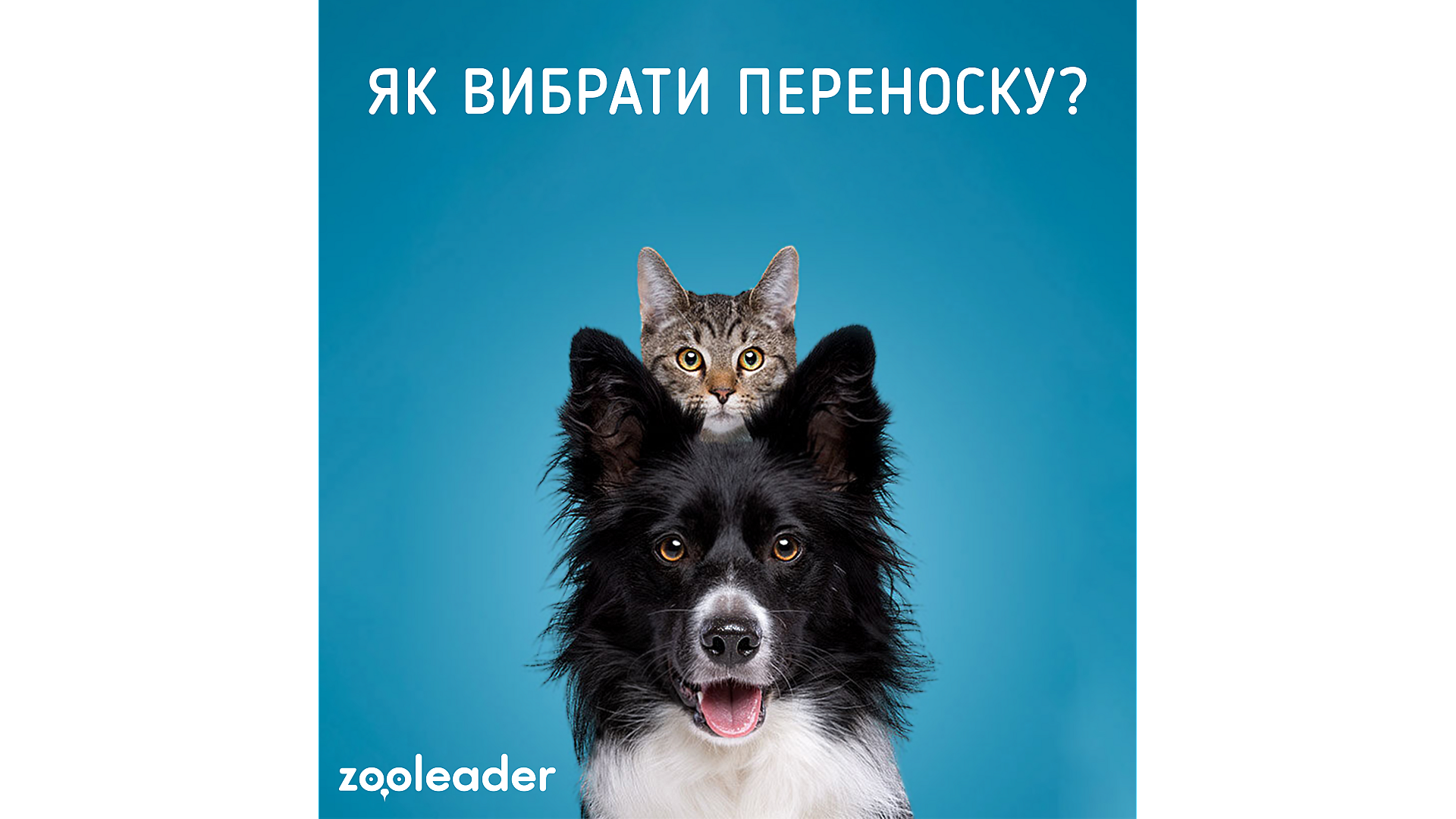 Как правильно выбрать переноску?