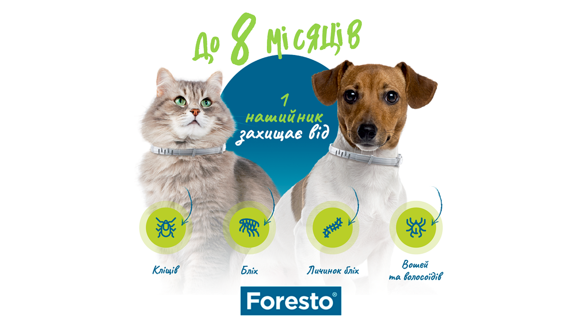 7 фактов про Форесто