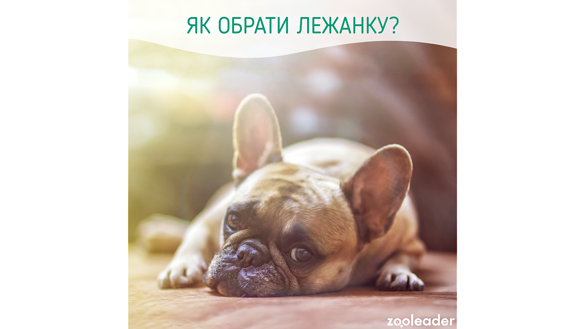 Лежанка для питомца: зачем она?