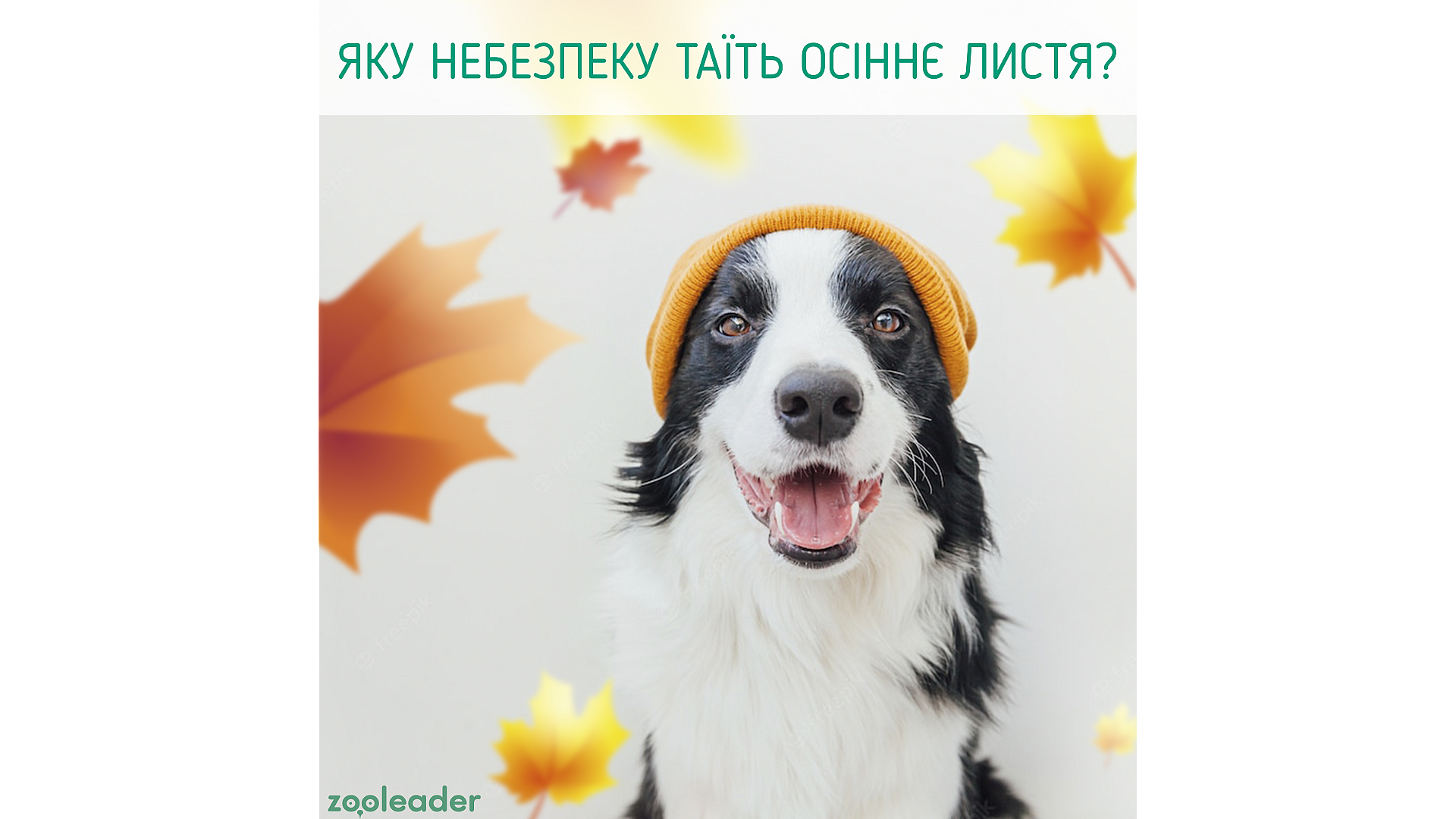 Какую опасность таят осенние листья?