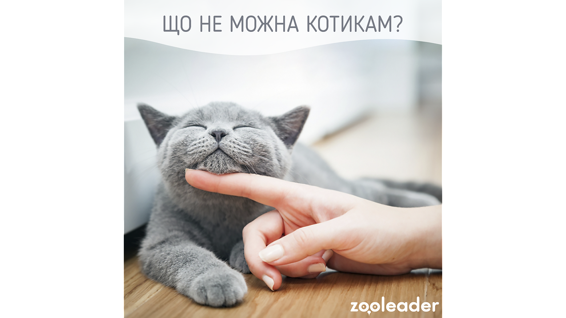 Опасная еда для кошек
