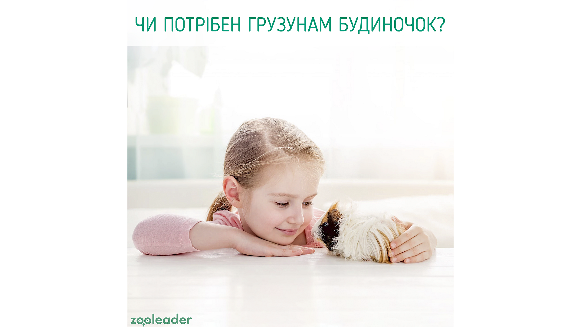Чи потрібний гризунам будиночок і який обрати?