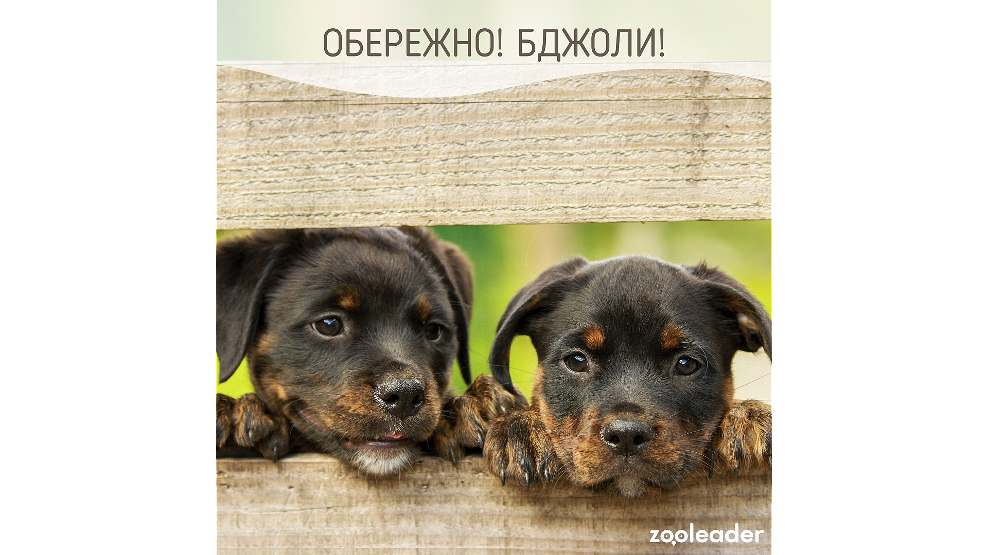 Осторожно! Пчелы!