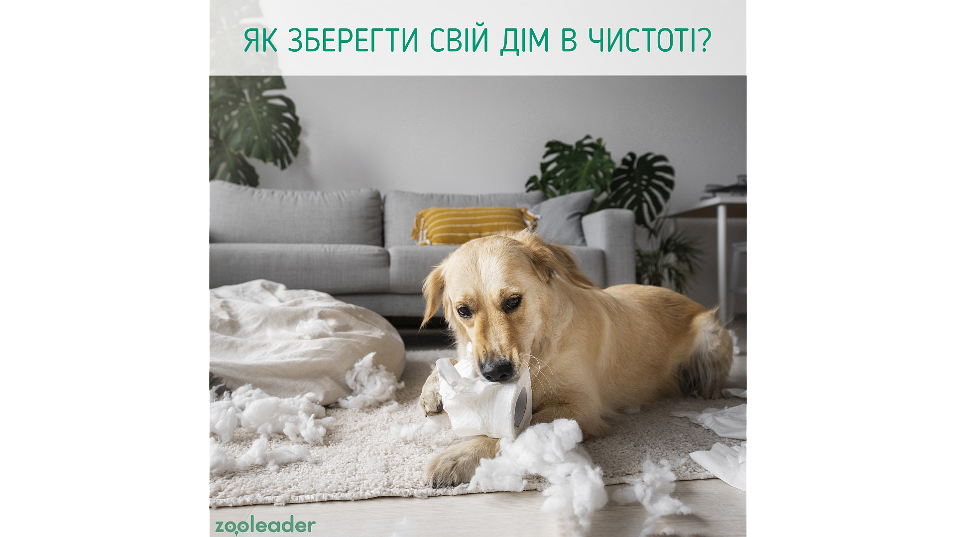Как сохранить дом в чистоте, если у меня есть собака?