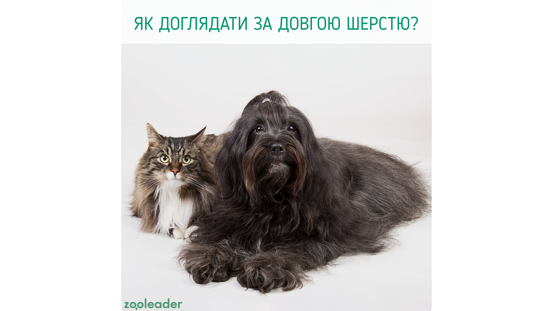 Як доглядати за довгою шерстю собак та кішок?