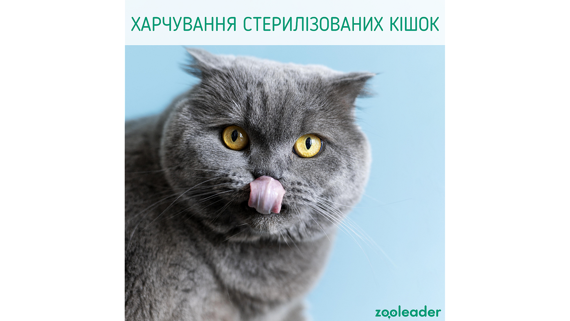 Особенности питания стерилизованных кошек  
