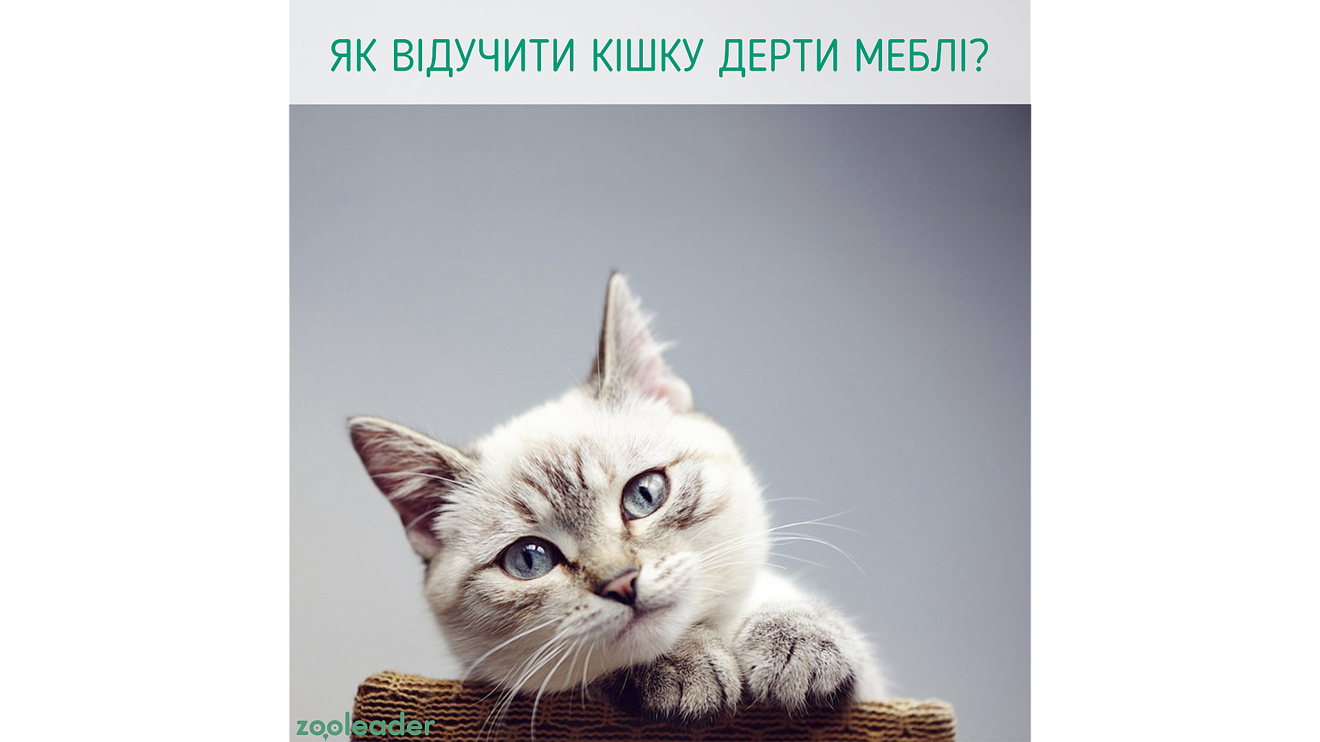 Як відучити кішку дерти меблі?