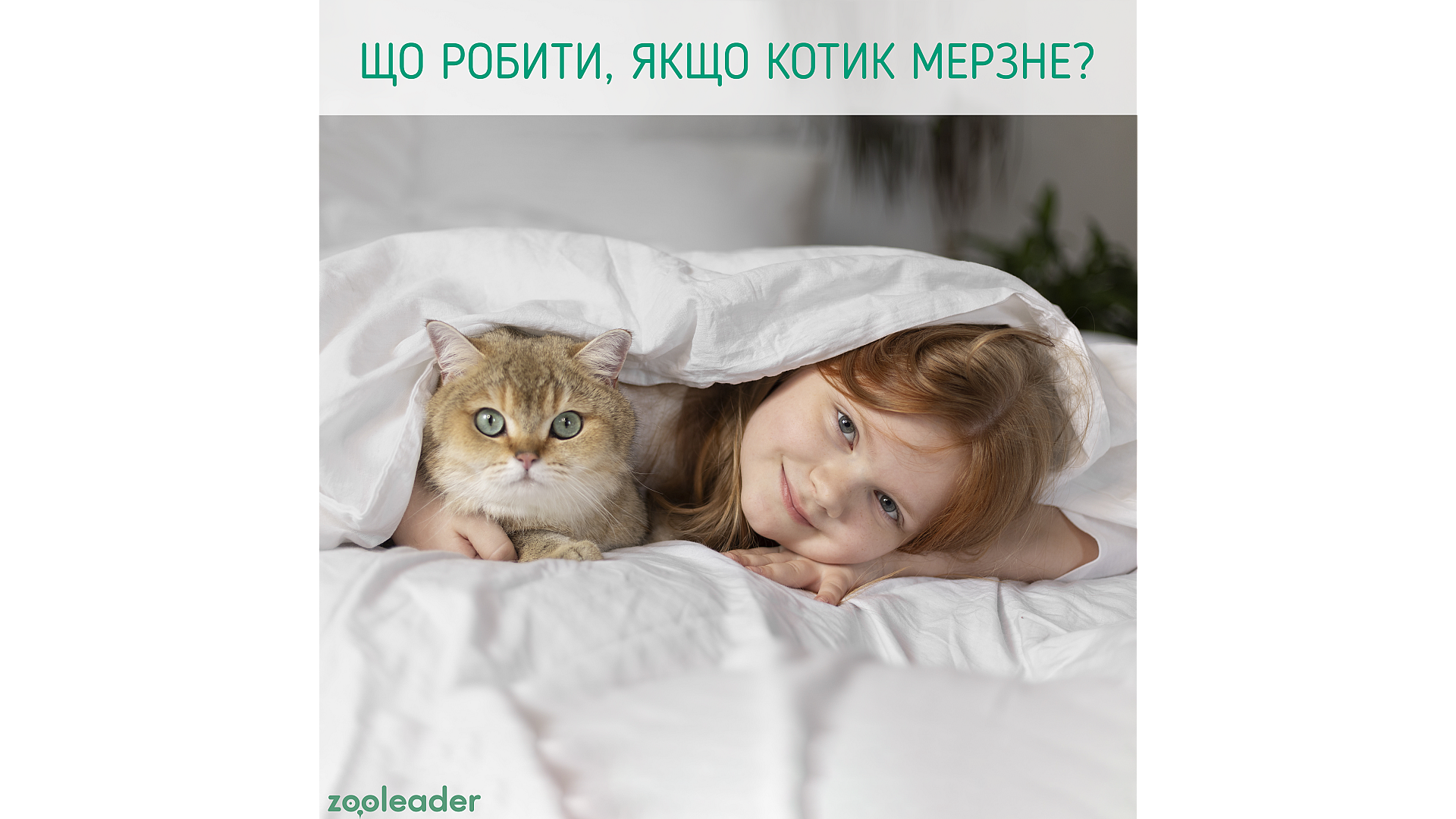 Що робити, якщо котик мерзне?