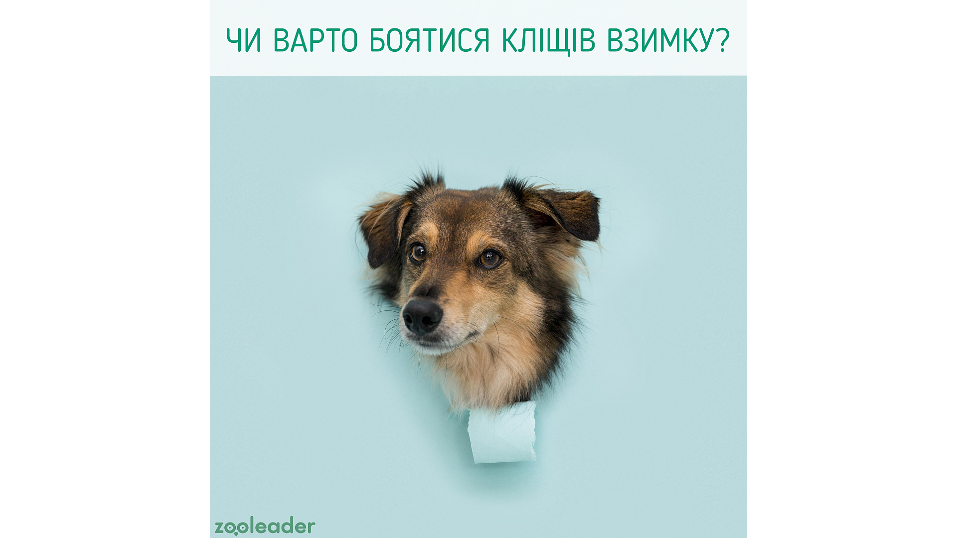 Чи варто боятися кліщів взимку?