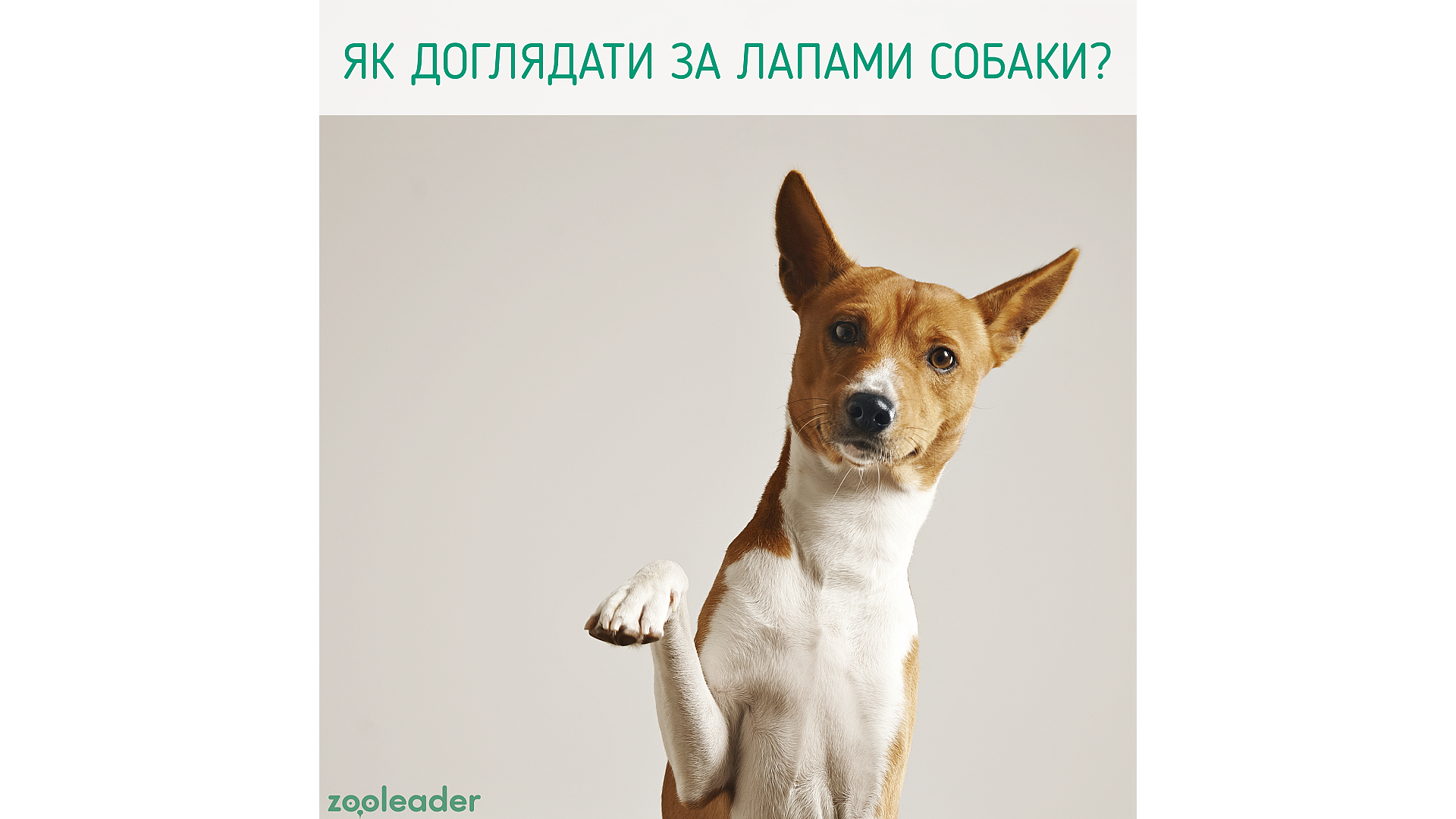 Як доглядати за лапами собаки восени?