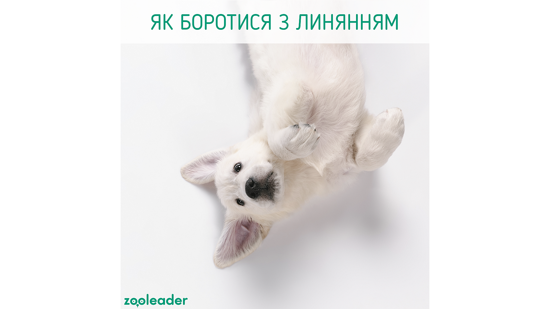 Как бороться с линькой