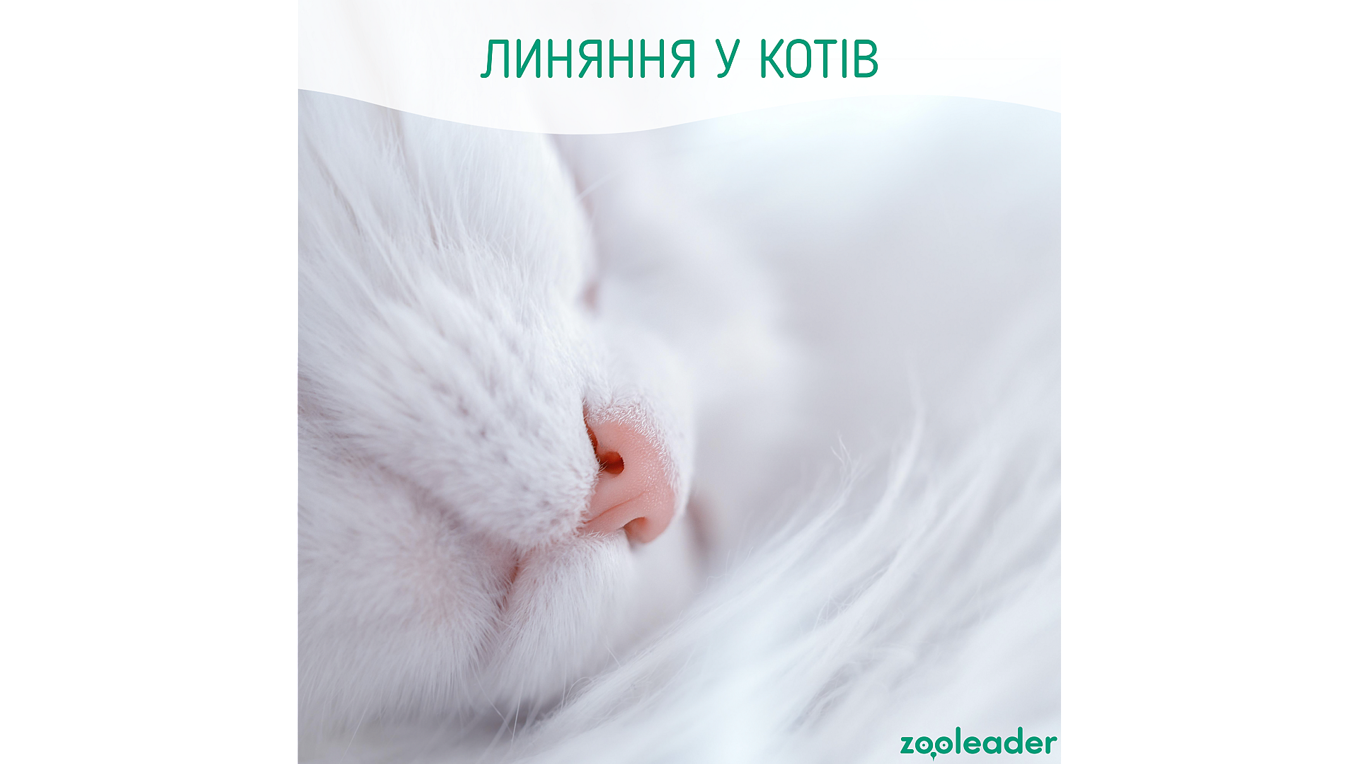 Линька