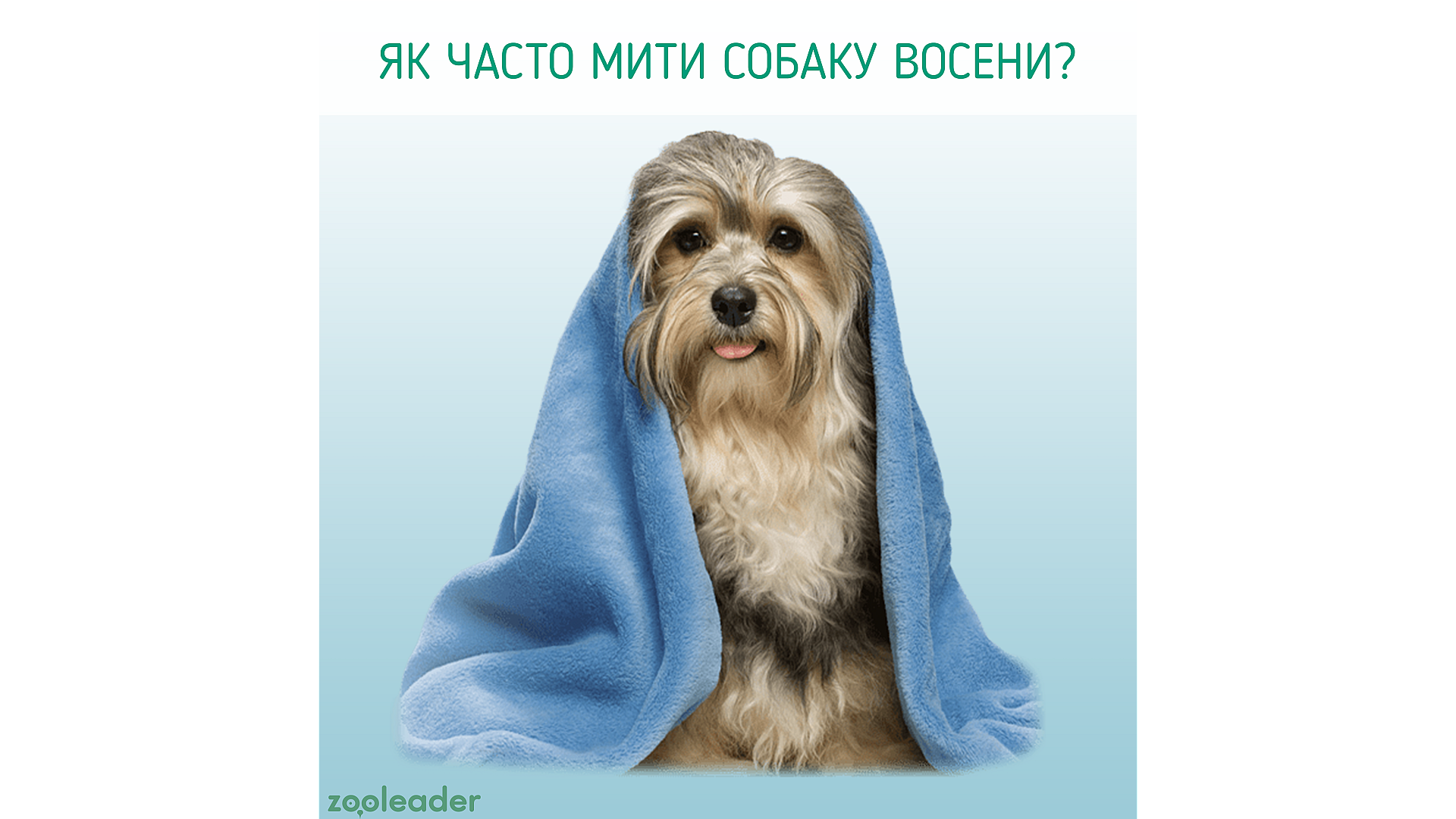 Как часто мыть собаку осенью?