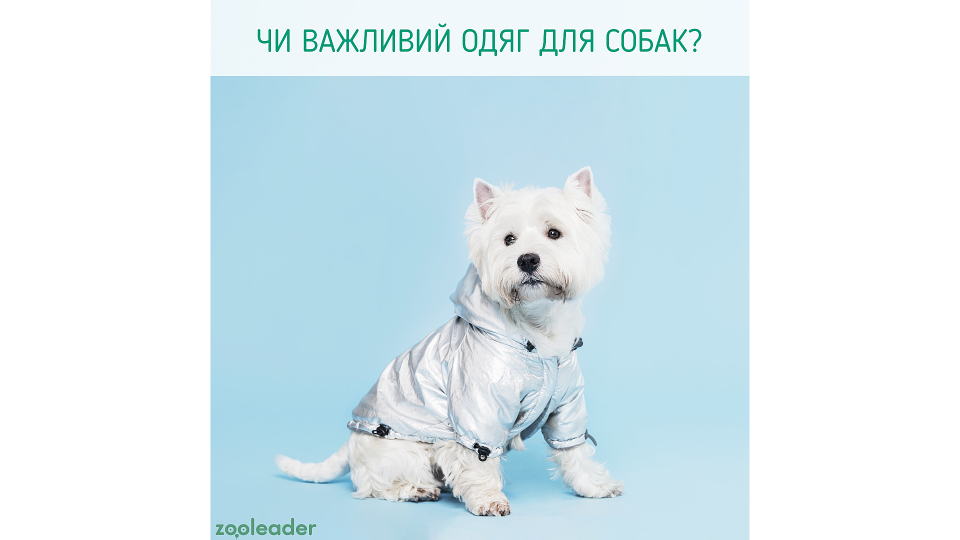 Чи важливий одяг для собак?