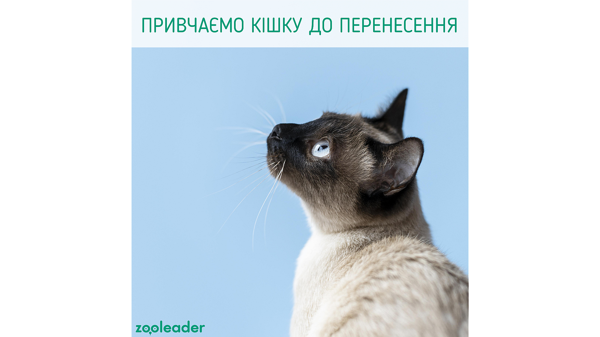 Как приучить кошку к переноске?
