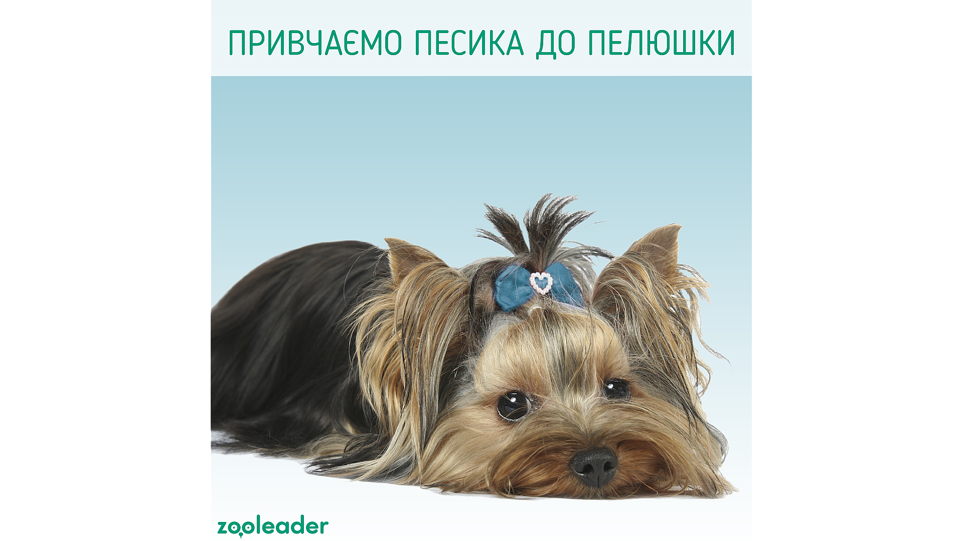 Как приучить собачку к пеленке?