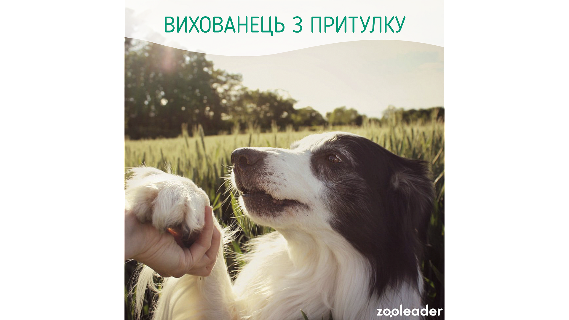 Стоит ли брать питомца из приюта?