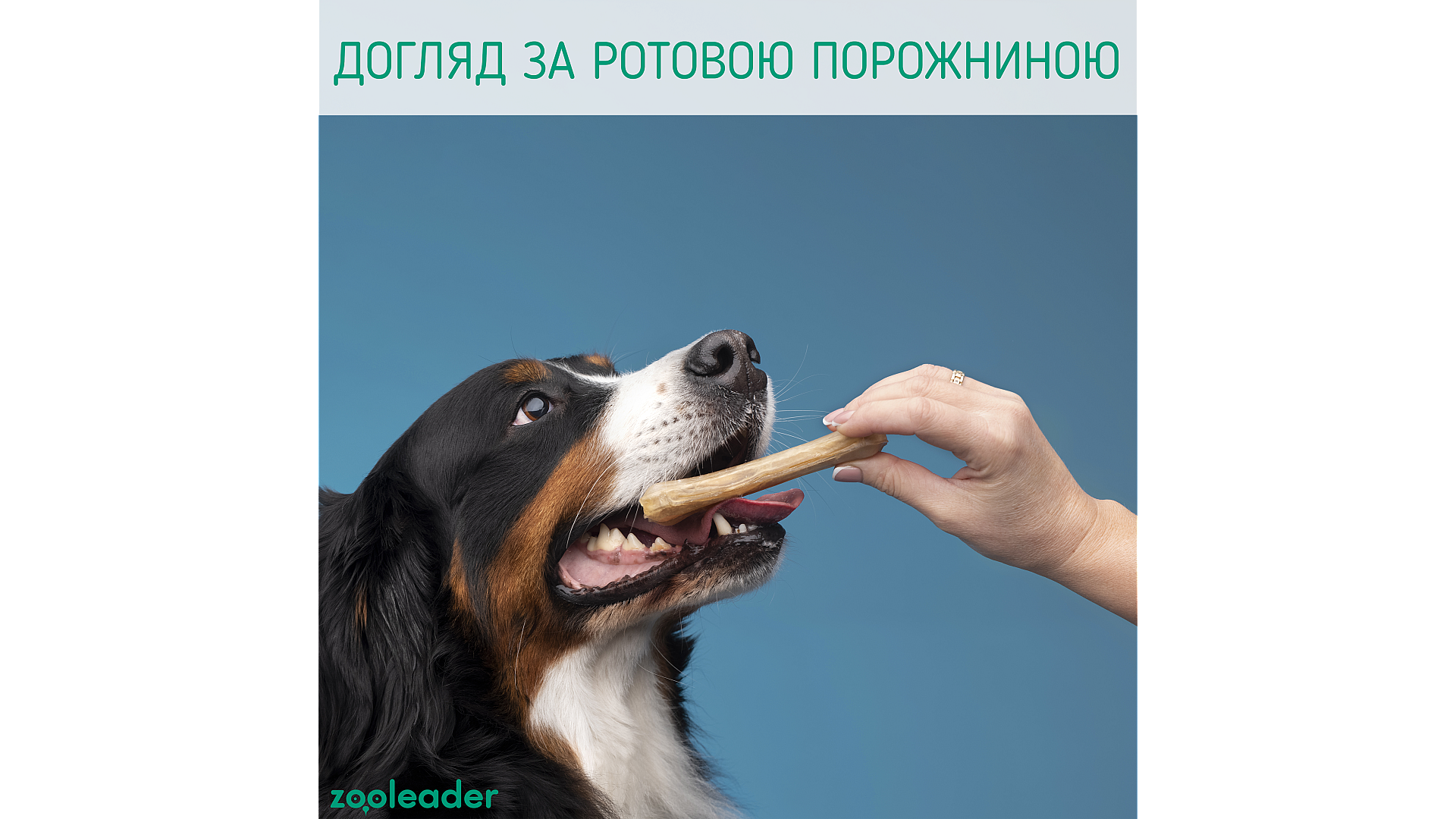 Уход за ротовой полостью собаки