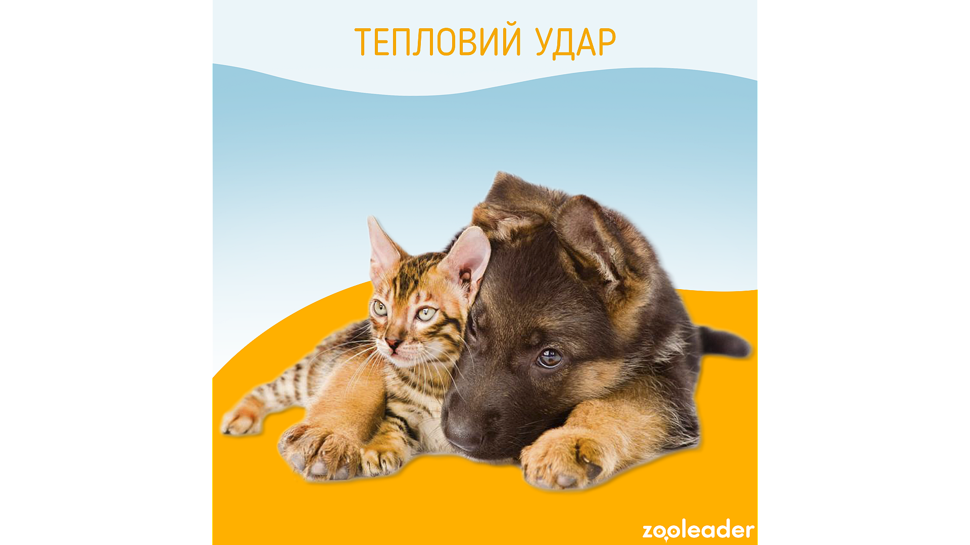 Тепловой удар у хвостатых