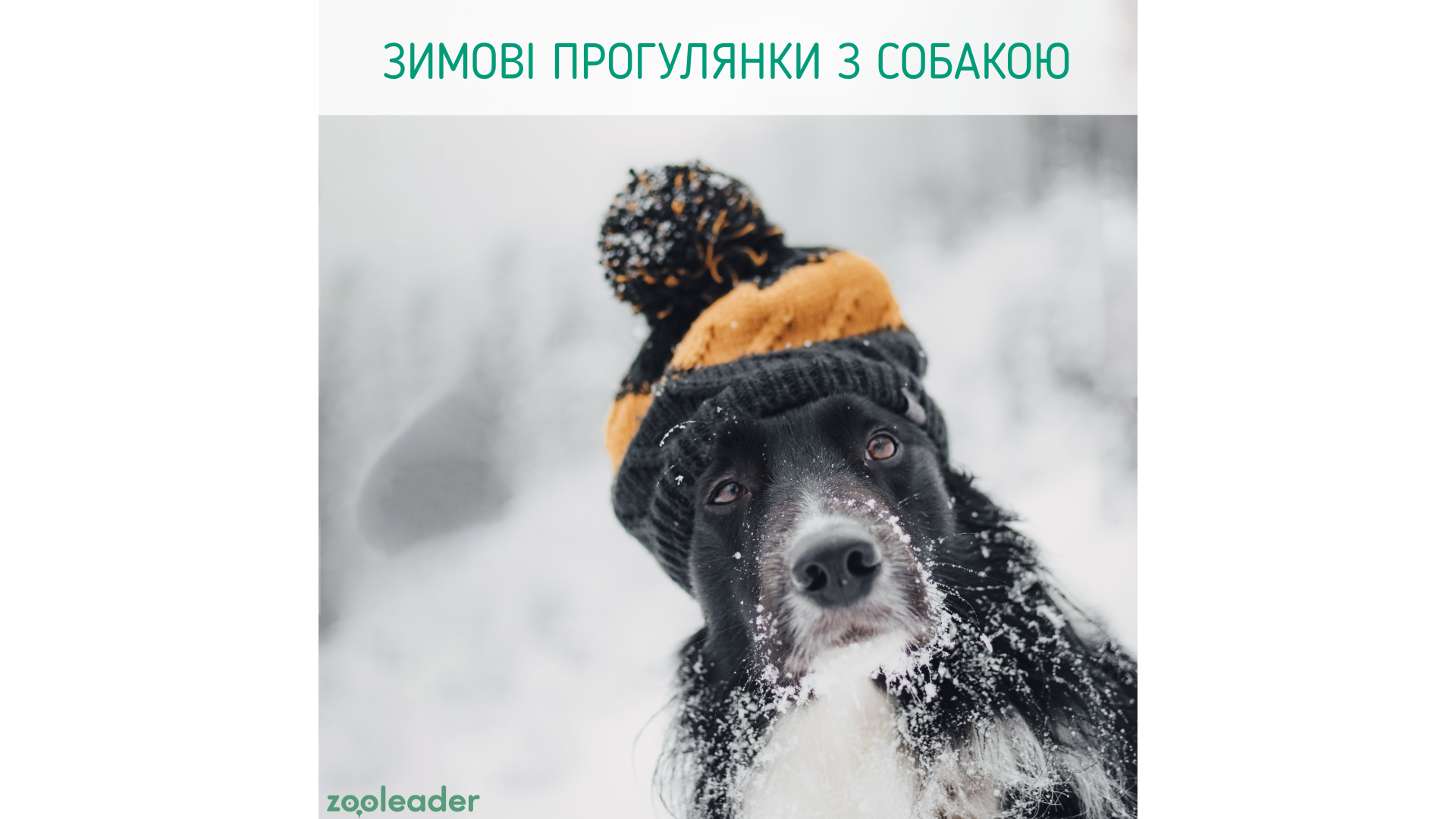 Прогулянки з собакою взимку