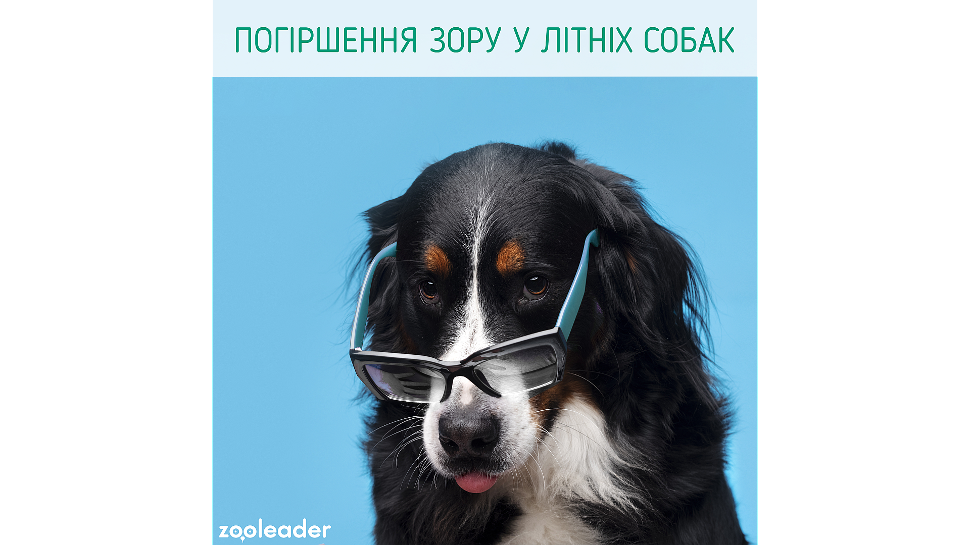 Ухудшение зрения у пожилых собак