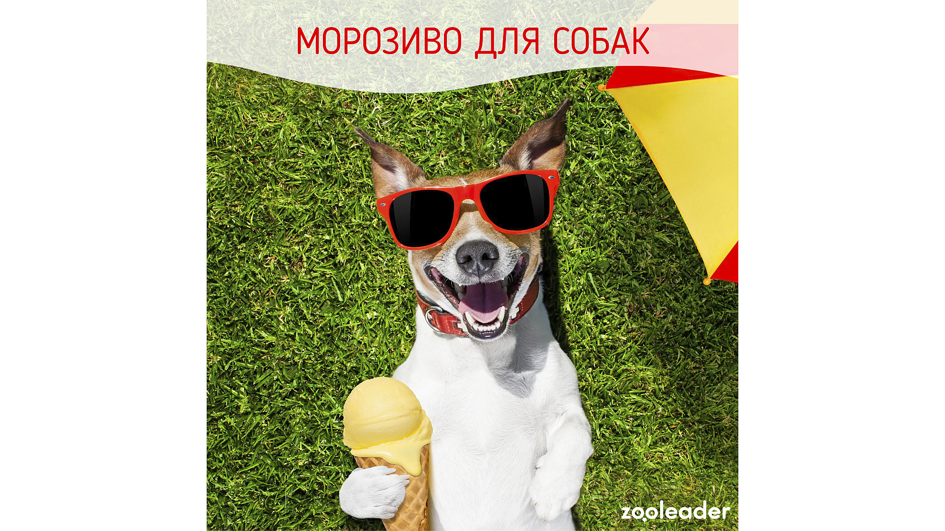 Готовим мороженое для собак