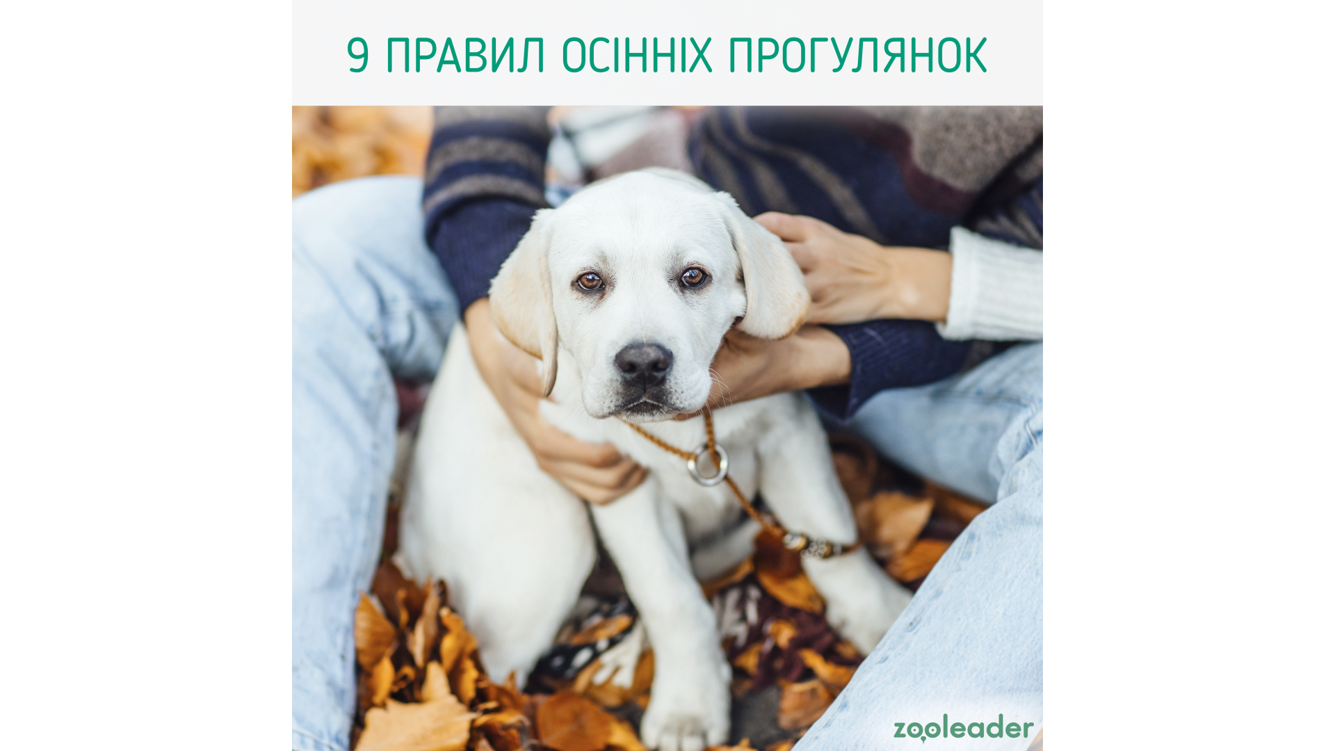 9 правил осінніх прогулянок із собакою