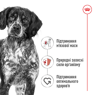Сухий корм для собак середніх порід старше 7 років Royal Canin Medium Adult 7+, 4 кг