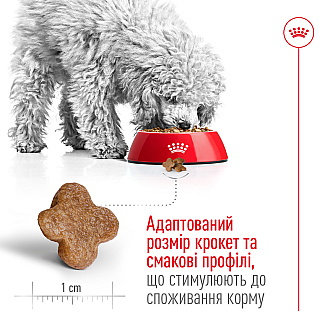 Сухой корм для стареющих собак малых пород Royal Canin Mini Adult 8+ , 800 г