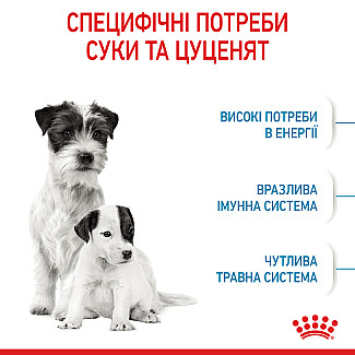 Сухий корм для собак Royal Canin Mini Starter малих порід в період вагітності та лактації, 1 кг